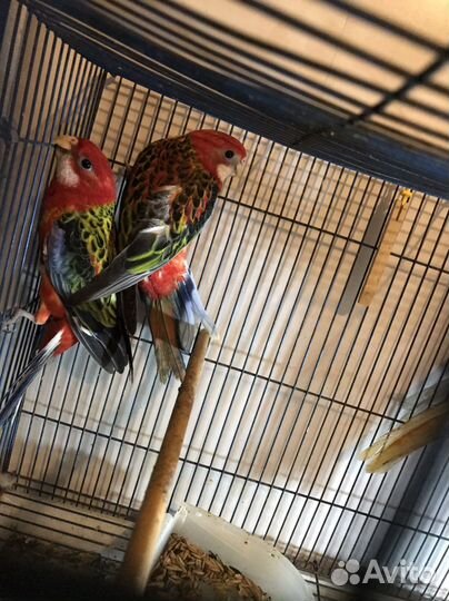 Попугаи Розелла