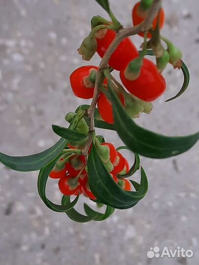 Семена годжи