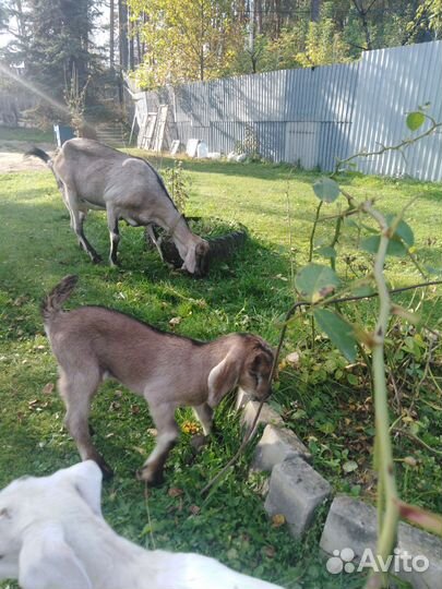 Коза нубийская