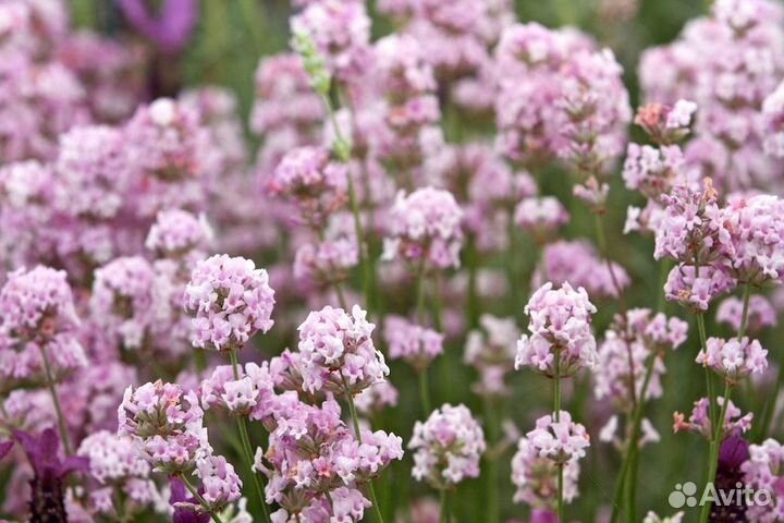 Саженцы розовой лаванды Розеа