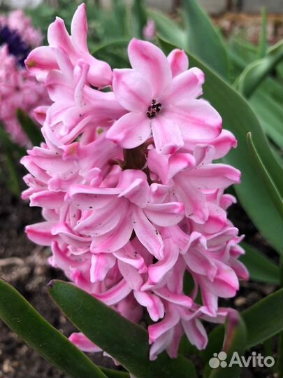 Луковичные и многолетние цветы