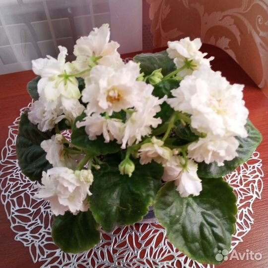 Фиалка KZ- Золотые шары