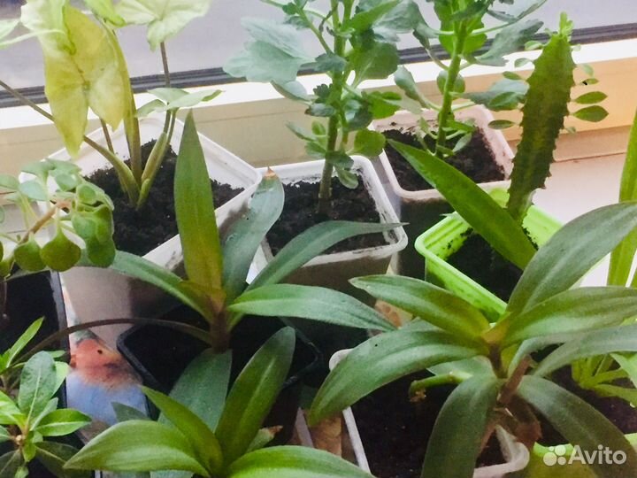 Детки флоры