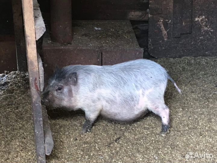 Вьетнамский вислобрюхий поросенок