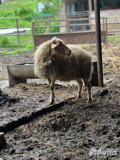 Овцы бараны