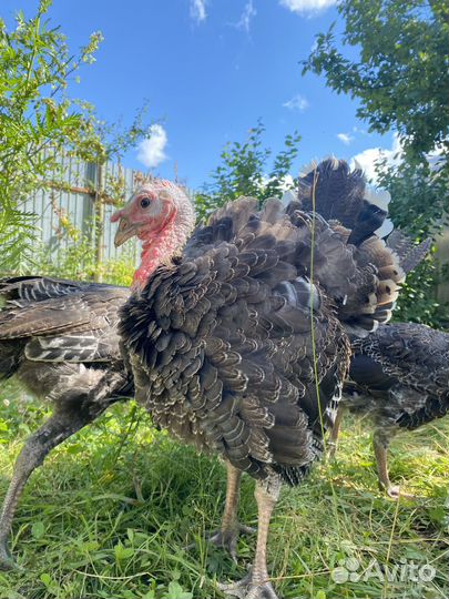 Инкубационное яйцо северокавказкий индюк