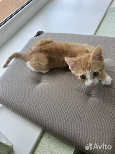 Кошка в дар