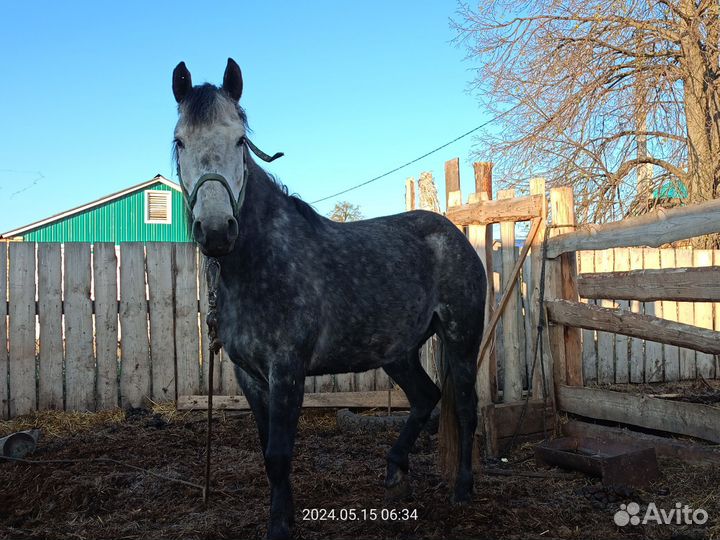 Лошади кобылки