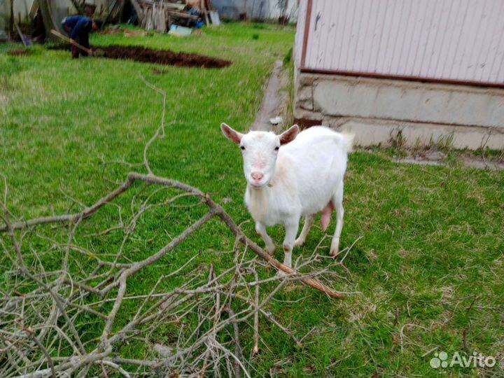 Зааненские козы