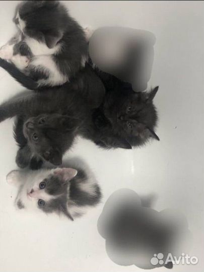 Котята в хорошие руки