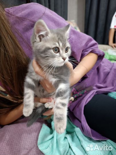 Шотландская