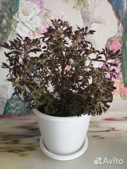 Фикус бенжамина, Шефлеру, Спатифиллюм