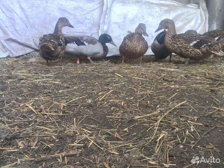 Подсадухи (дикие утки)