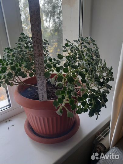 Продаётся дерево любви