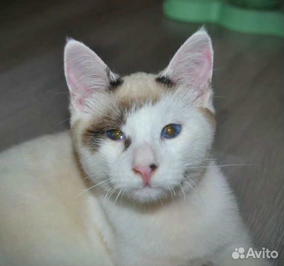 Котенок мальчик