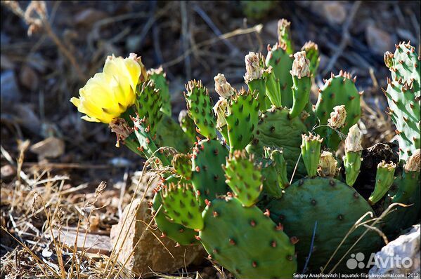 Кактус опунция