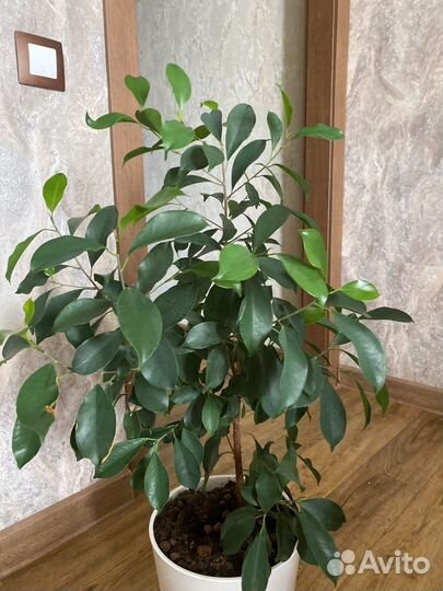 Фикус бенджамина