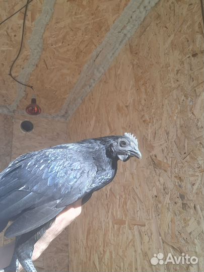 Продам петуха редкой породы аям цемани