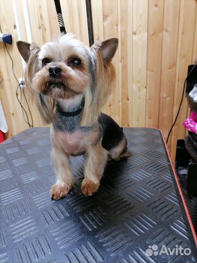 Стрижка собак и кошек