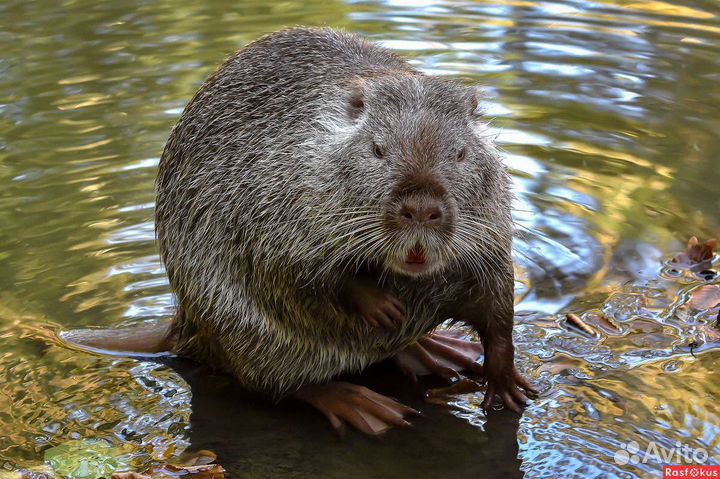 Нутрии