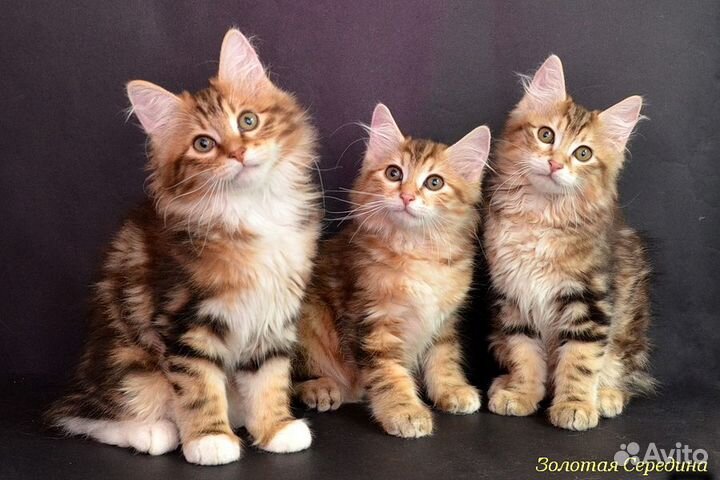 Золотая мраморная курилочка