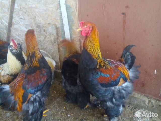 курица волгоградская область. курица в волгограде живая. кросс коралл куры. куры коралл 5. курица волгоградская область производитель.