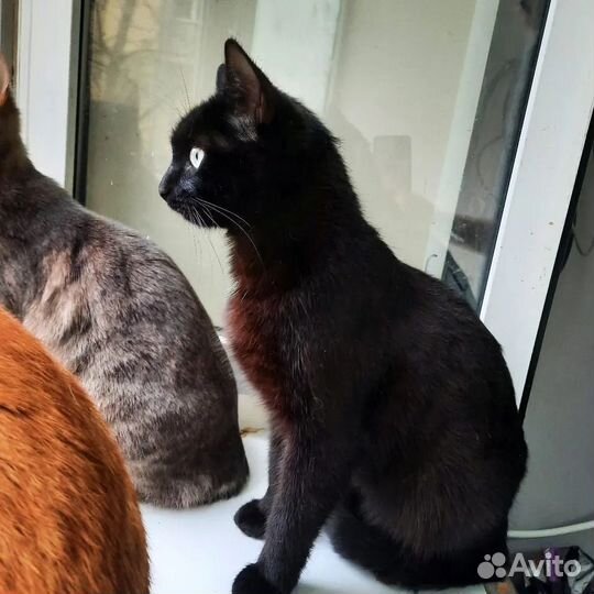 Кошки в добрые руки бесплатно