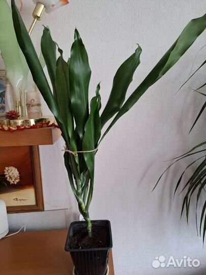 Пальма драцена