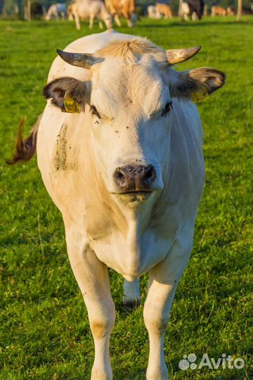 Поменяю упитанную корову на дойную