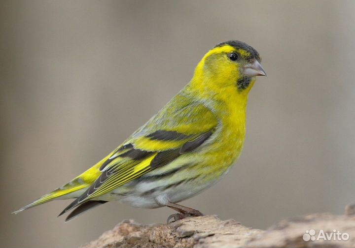 Певчие птицы Удмуртии