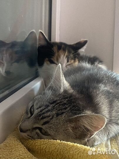 Кошка в дар