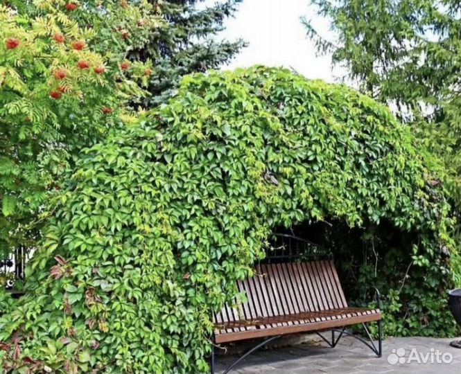 Саженцы девичий виноград