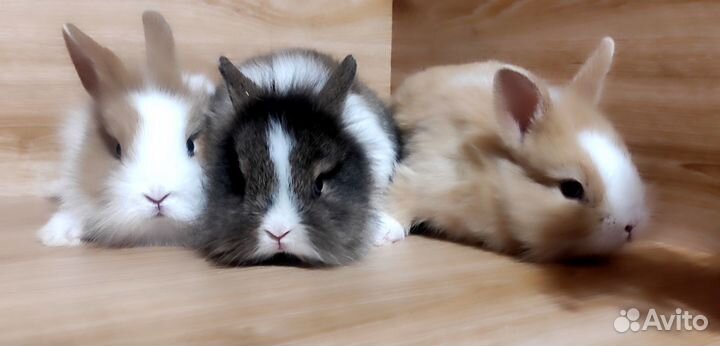 Декоративные кролики-белые,серебро,двухцветные