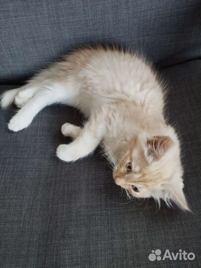 Рыжий котенок 3 мес. Мальчик