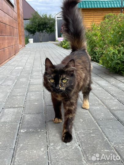 Кошка ищет заботливые руки