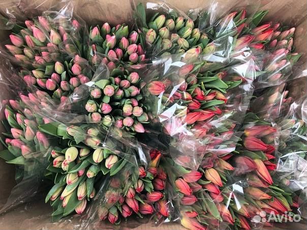 Тюльпаны оптом