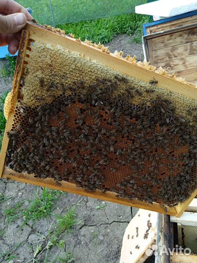 Пчелы и улья