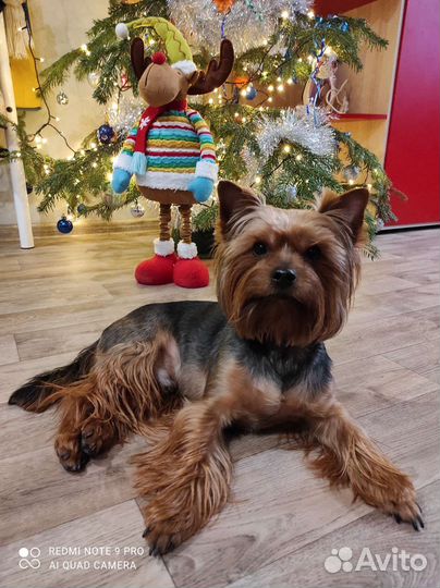 Передержка собак и щенков ЖК Московский. Зоо няня