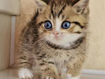Кошка доминантные голубые глаза