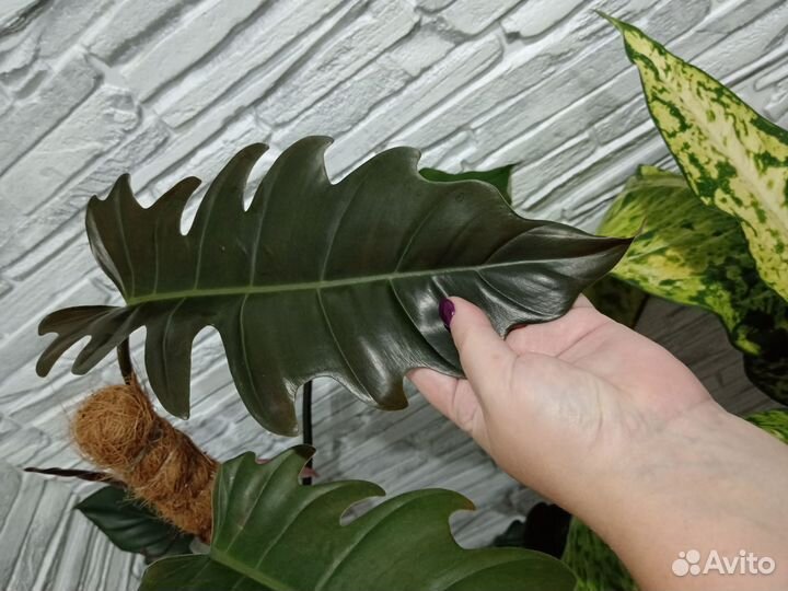 Филодендрон карамель плуто