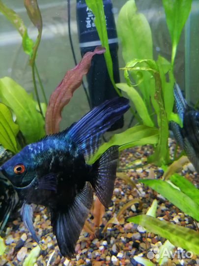 Рыбки скалярии