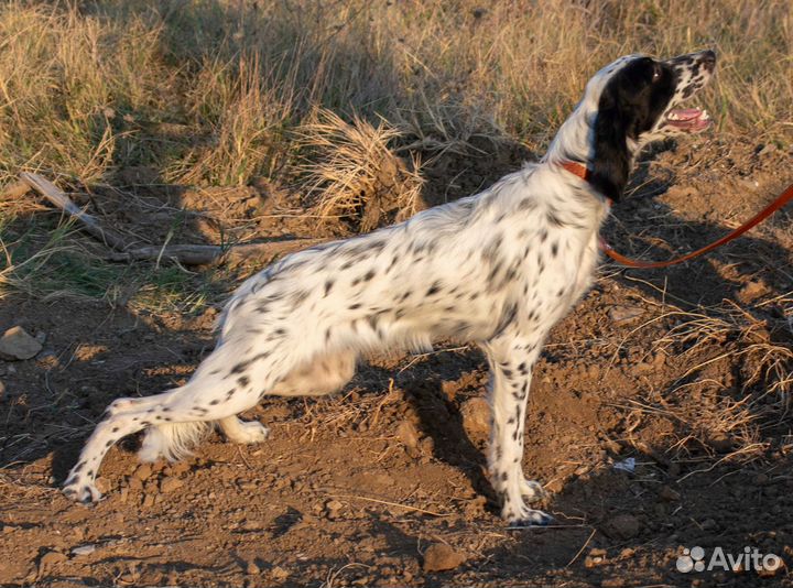 Щенки английского сеттера