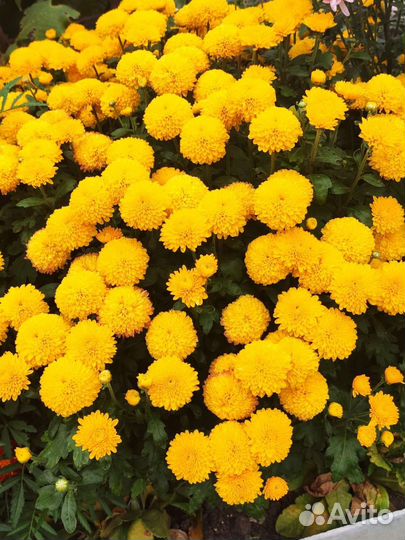 Хризантема