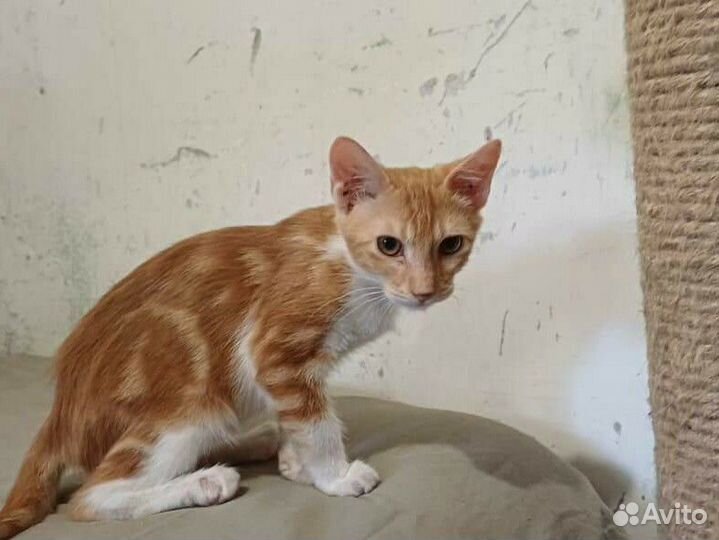 Котёнок рыженький