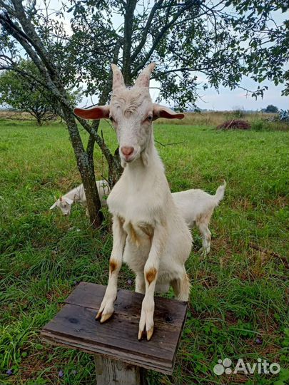 Молоко козье