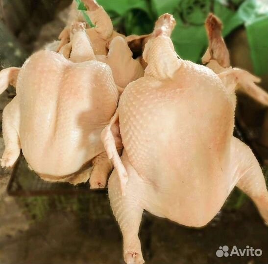 Фермерское мясо кур и петухов бройлеров