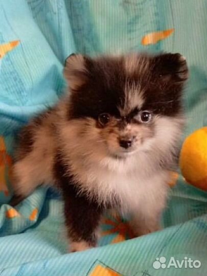 Померанский шпиц