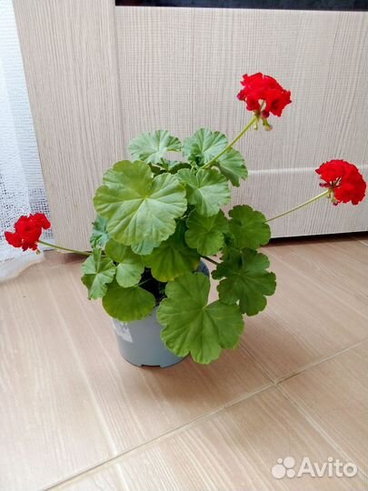 Пеларгония герань