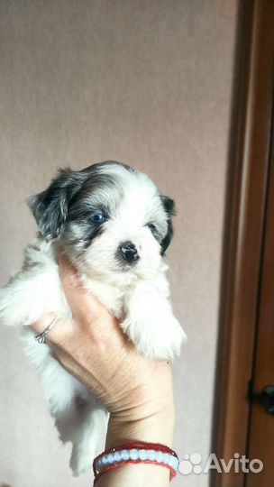 Микро и мини мальтипу