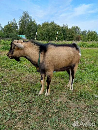 Услуги козлика